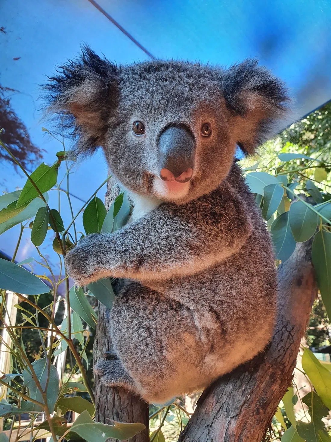 Koala Park Sanctuary, Sídney