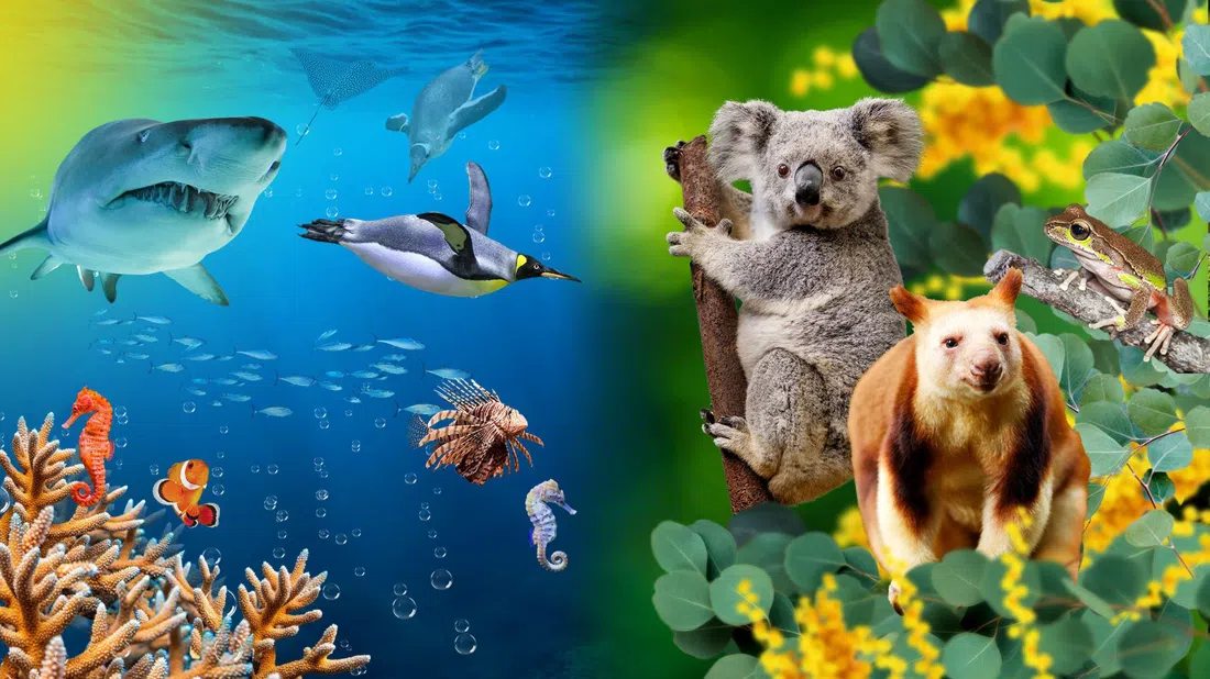 WILD LIFE Sydney Zoo, Sídney