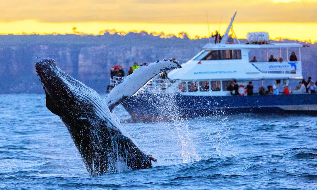 Barefoot Whale Watching, Sydney