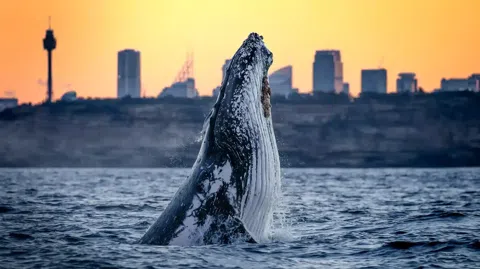 The Best Whale Watching Cruises in Sydney