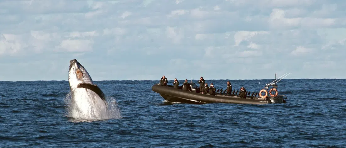 Manly Ocean Adventures, Sydney