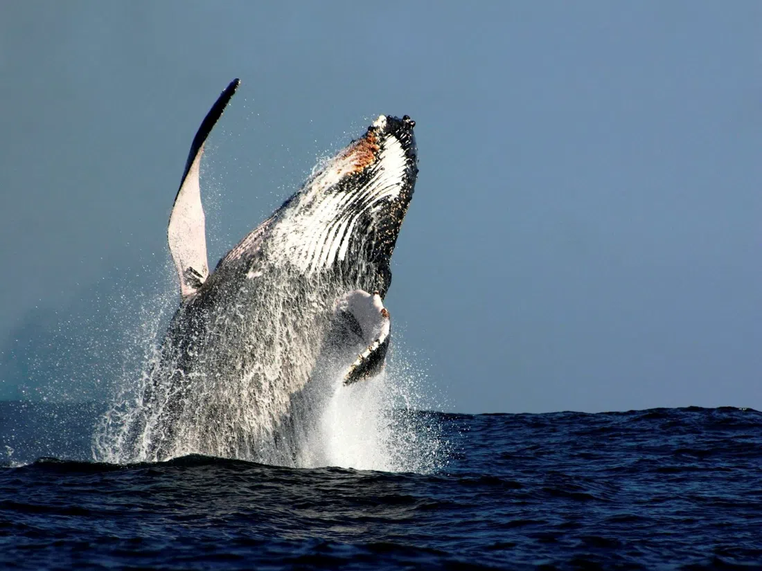 Oz Whale Watching, Sydney