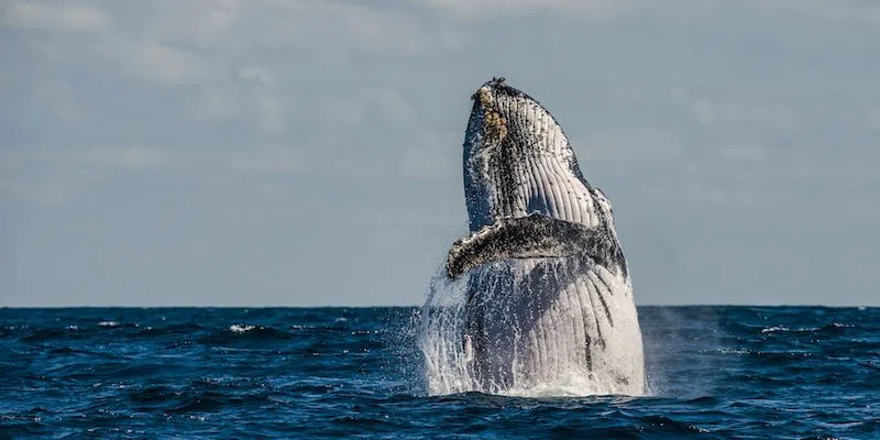 Sydney Whale Whisperer, Sydney