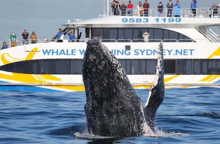 Whale Watching Sydney (Australian Cruise Group), Sydney