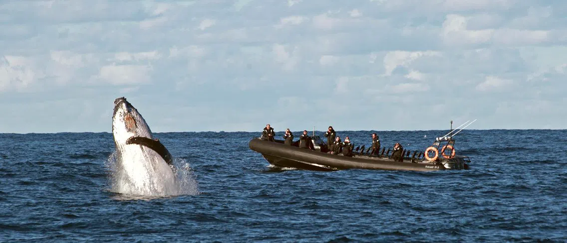 Manly Ocean Adventures, Sydney