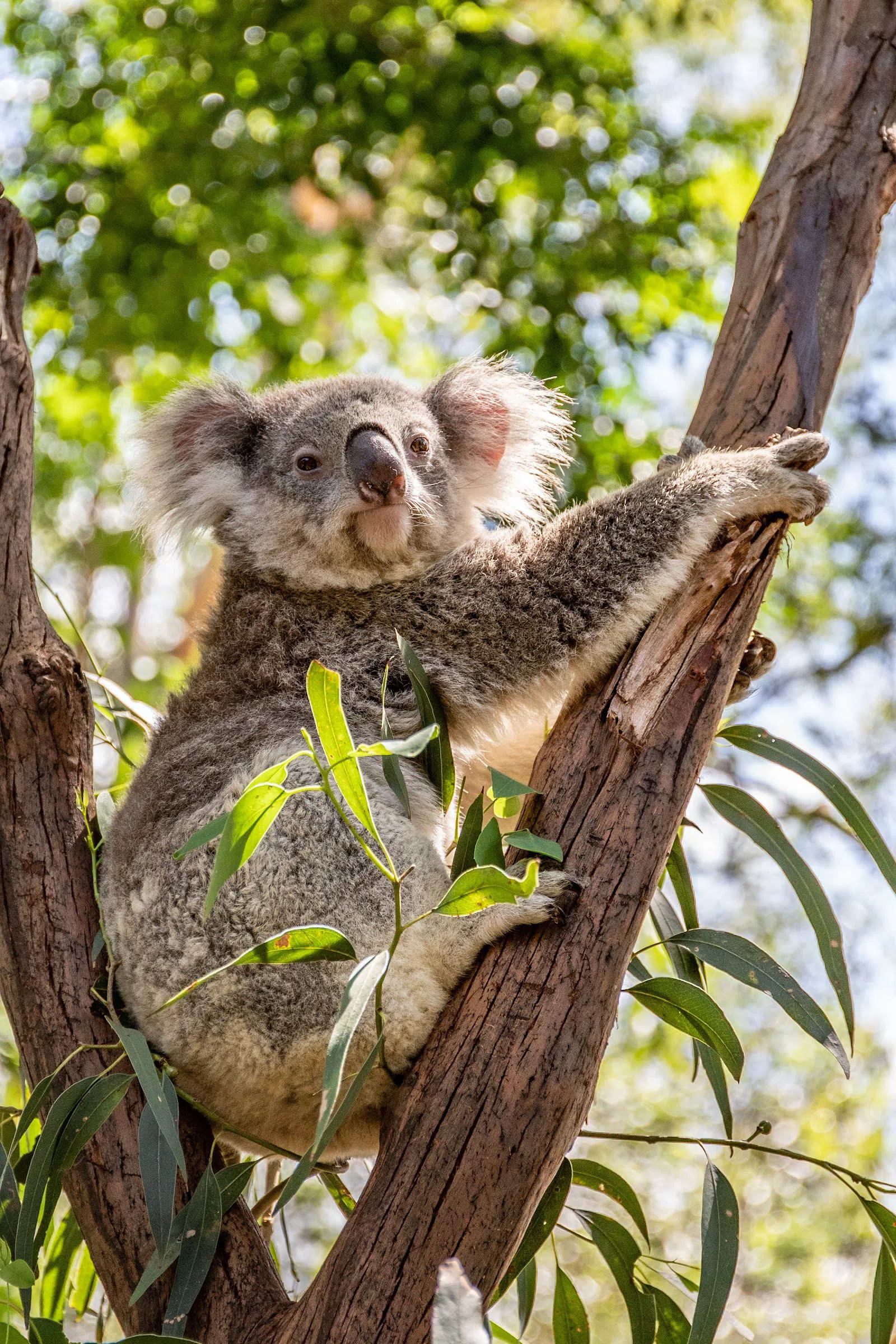 Featherdale Sydney Wildlife Park, Sydney