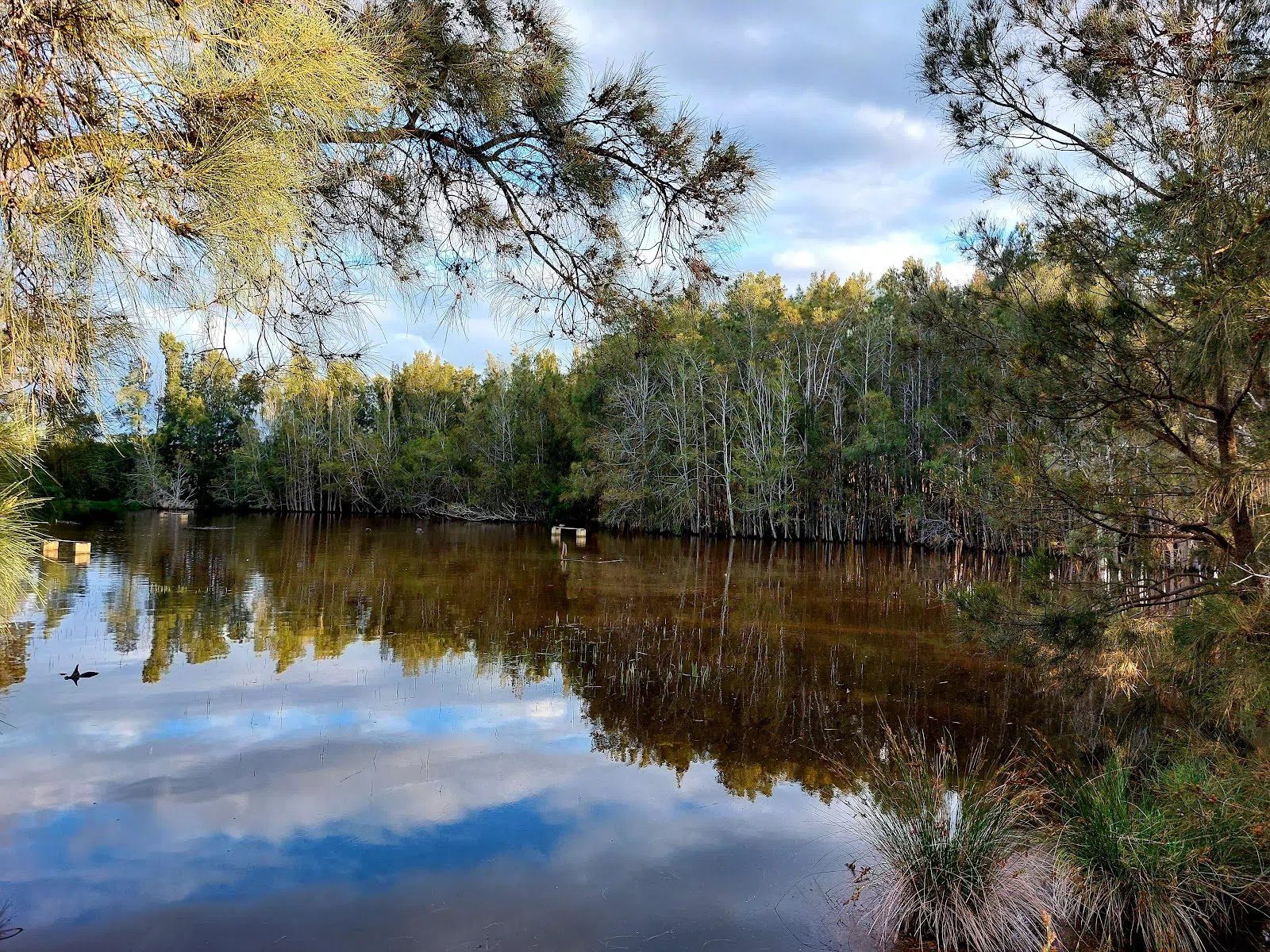 Newington Nature Reserve, Sydney