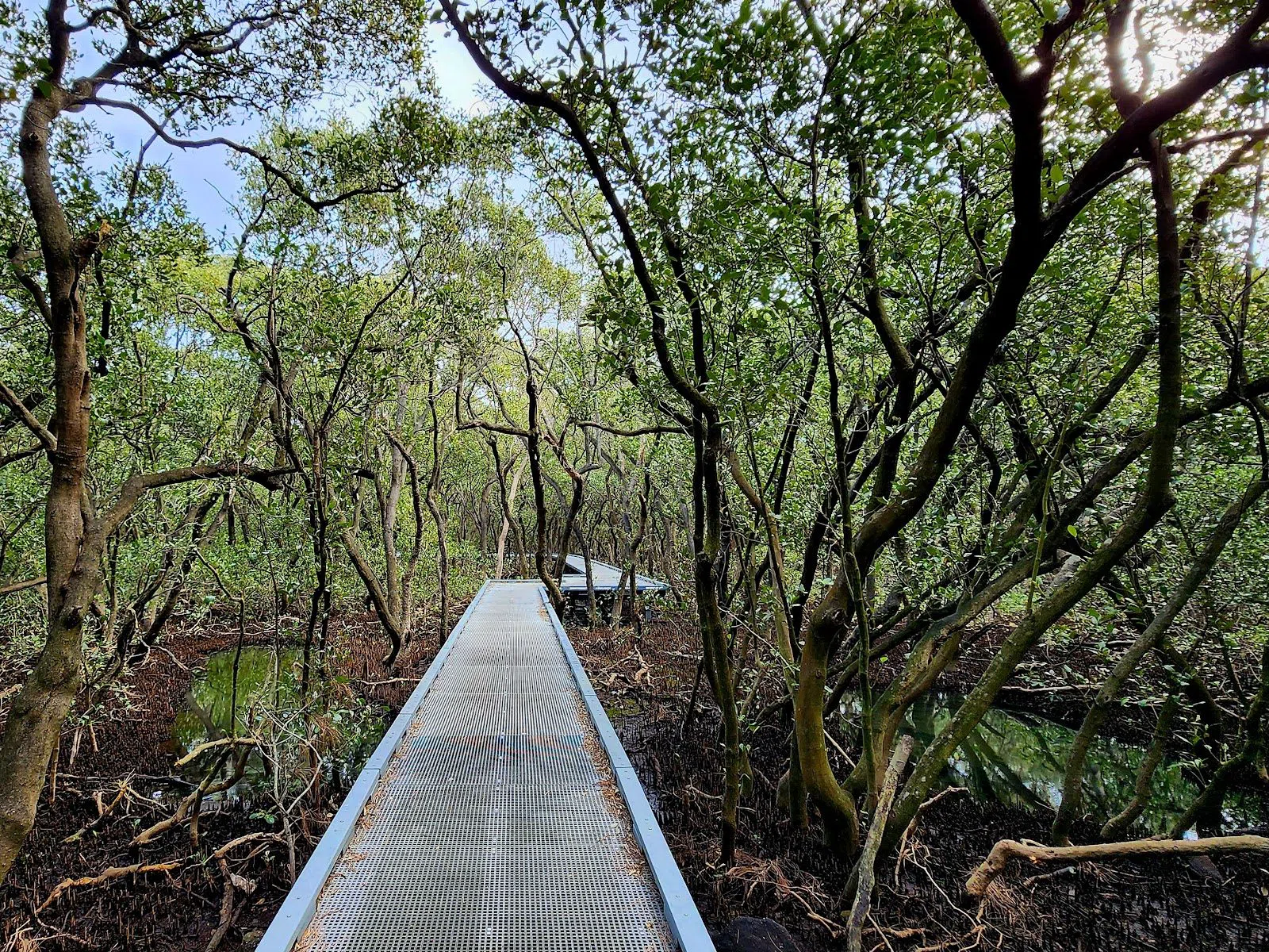 Badu Mangroves Boardwalk, Sydney